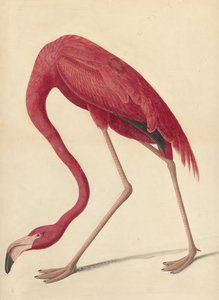 Grote Flamingo, 1838